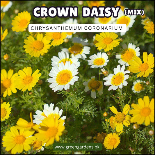 Crown Daisy Seeds (Chrysanthemum coronarium) – Mix