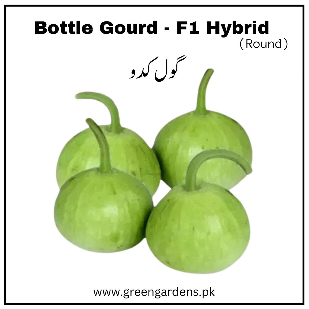 Bottle Gourd Seeds, F1 Hybrid (Round) گھیا کدو گول