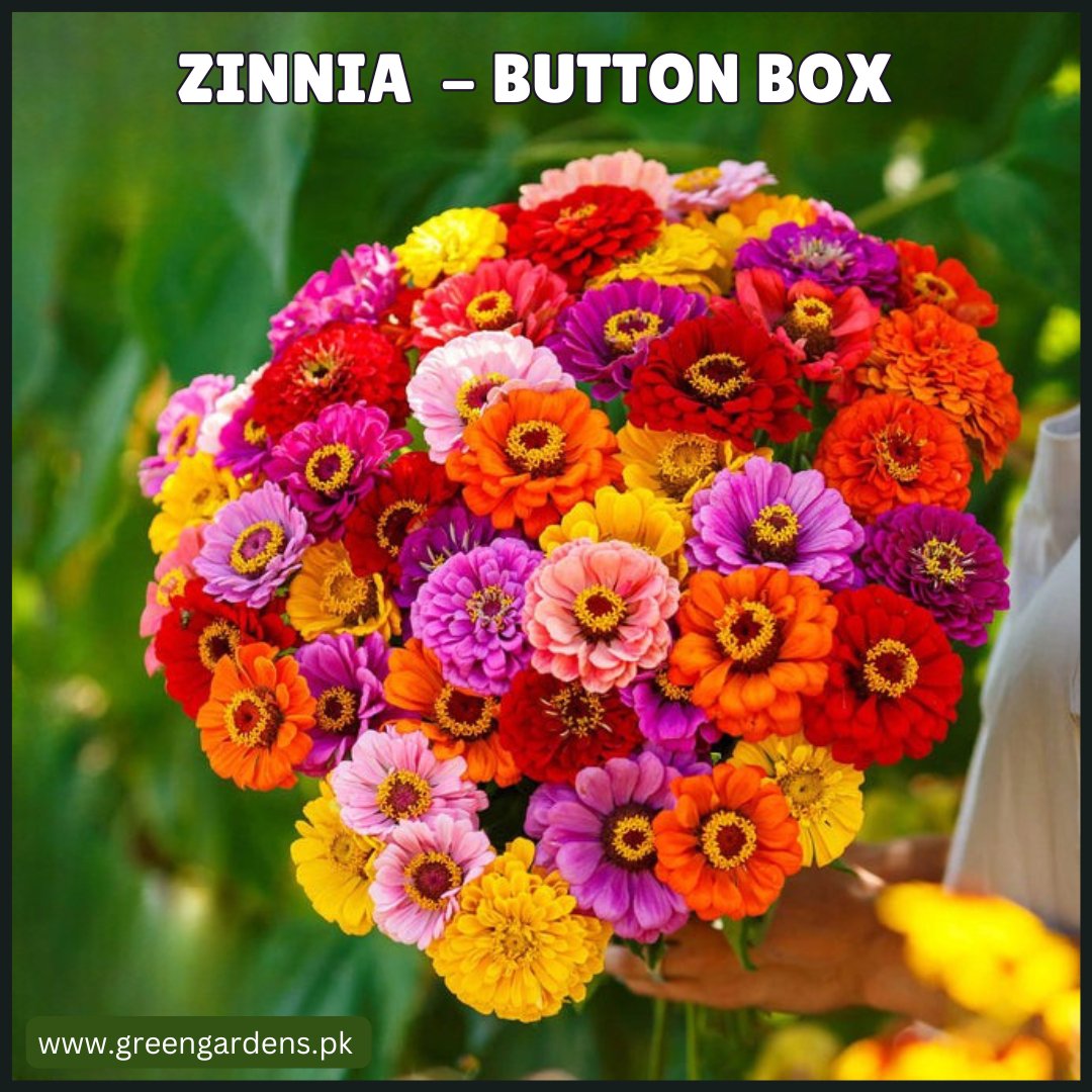 Zinnia Button Box Seeds - Cut and Come Again(Summer)زینیا - مکس