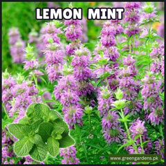 Lemon Mint Seeds