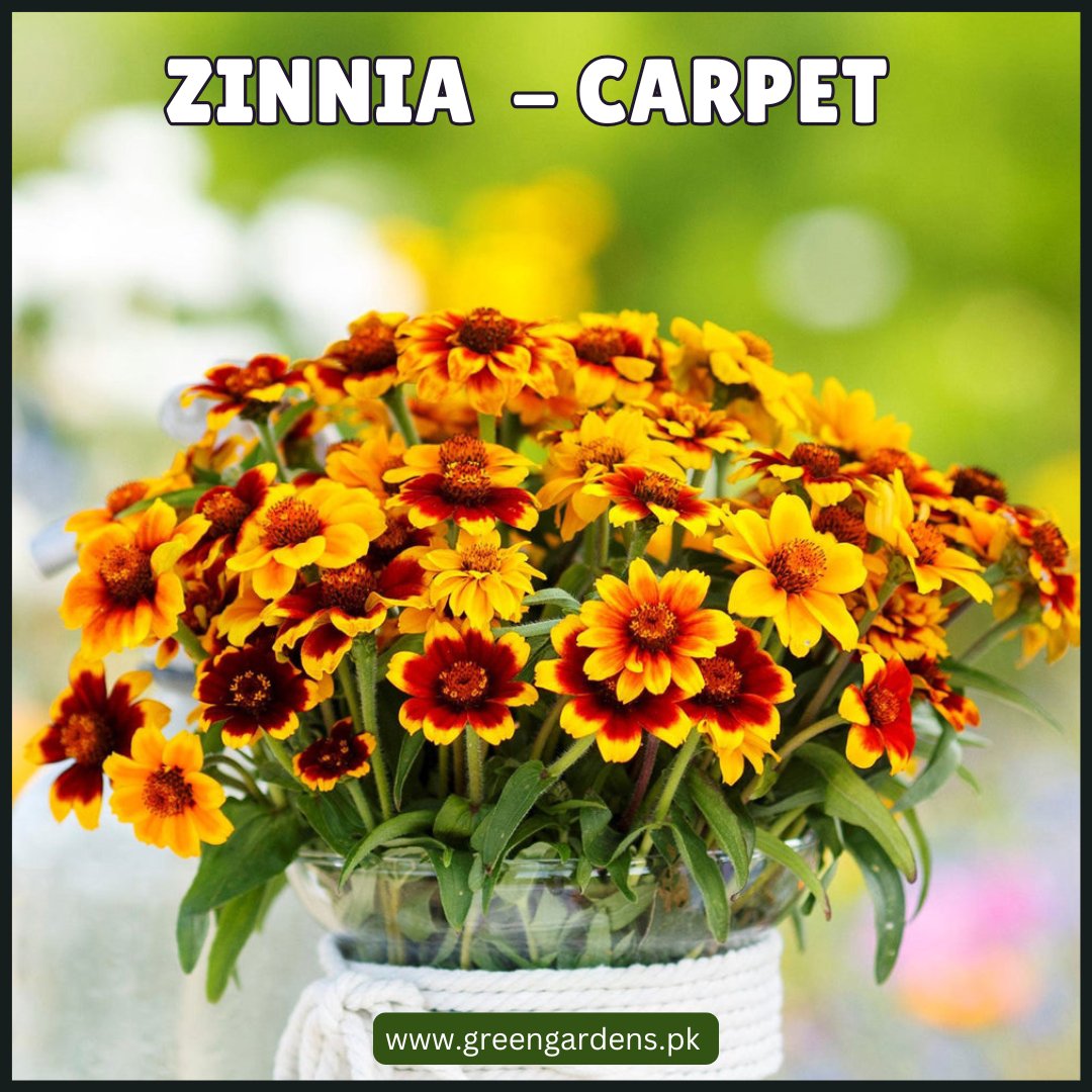 Zinnia Carpet Seeds - (Summer)زینیا - کارپٹ
