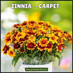Zinnia Carpet Seeds - (Summer)زینیا - کارپٹ