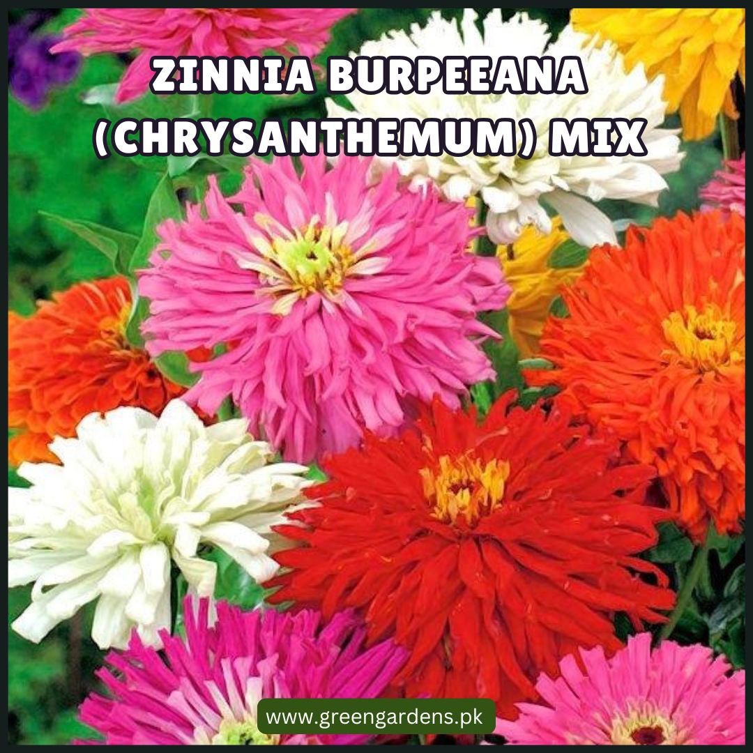 Zinnia Burpeeana Seeds (Chrysanthemum) - Mix (Summer)زینیا