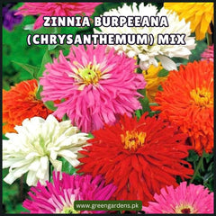Zinnia Burpeeana Seeds (Chrysanthemum) - Mix (Summer)زینیا