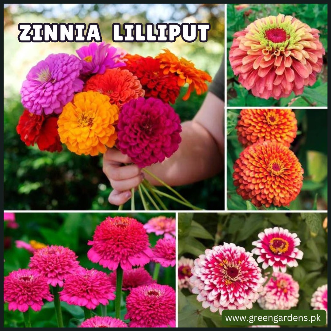 Zinnia Lilliput Seeds  - Mix (Summer)زینیا