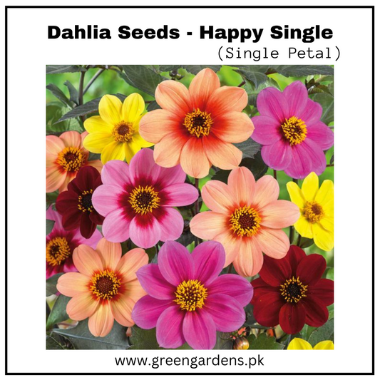 Dahlia Seeds Mix Colours - Happy Single ڈھیلیا