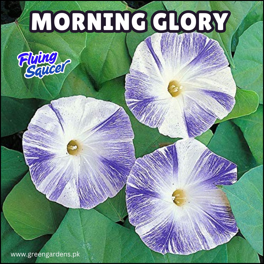 Morning Glory Seeds - Flying Saucer (Summer)مارننگ گلوری