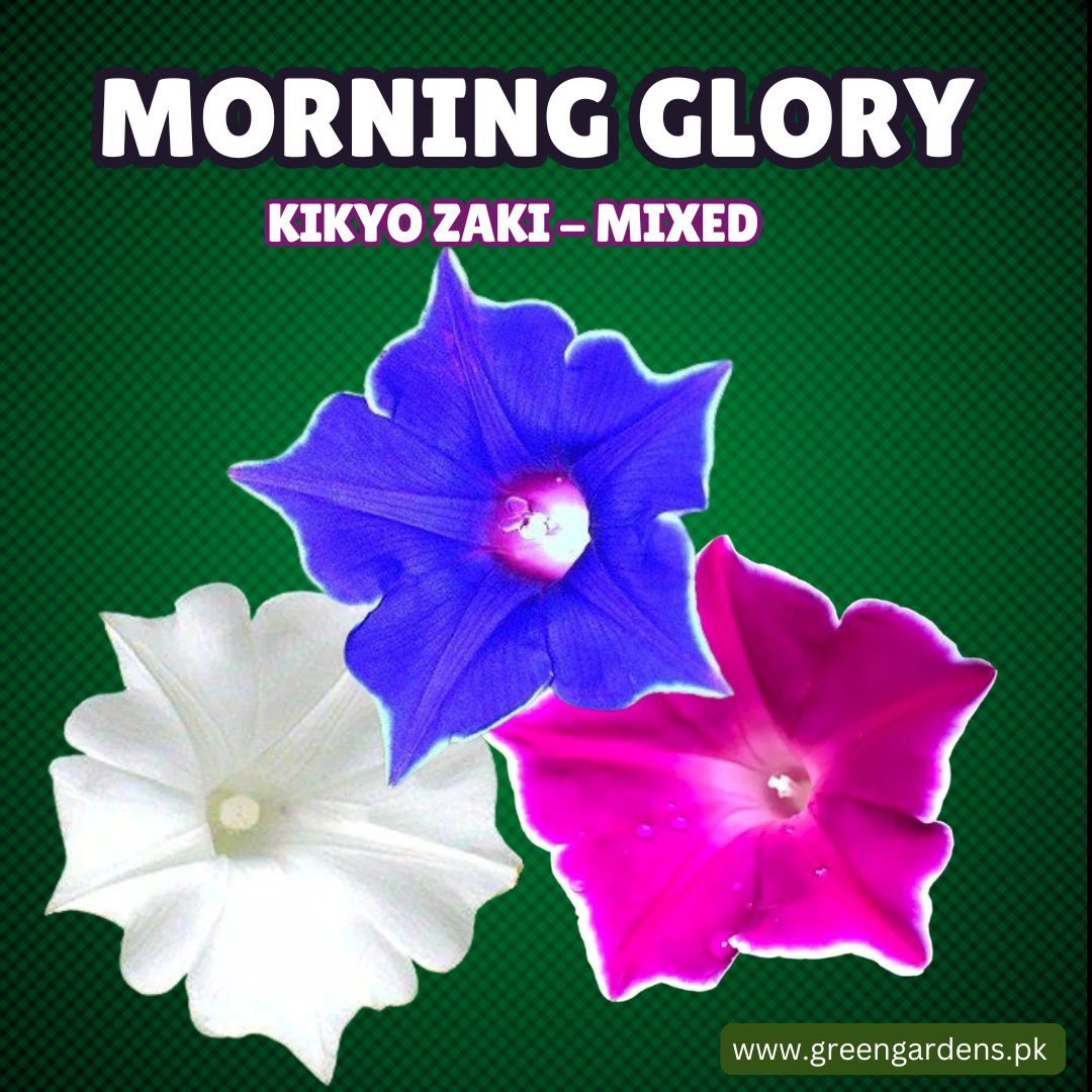Morning Glory Kikyo Zaki Seeds - Mixed(Summer)