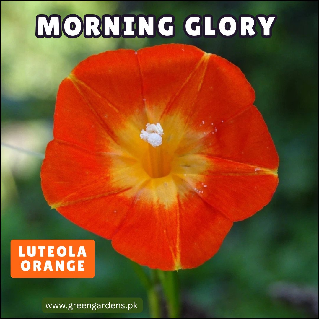 Morning Glory - Luteola Orange (Summer)
مارننگ گلوری