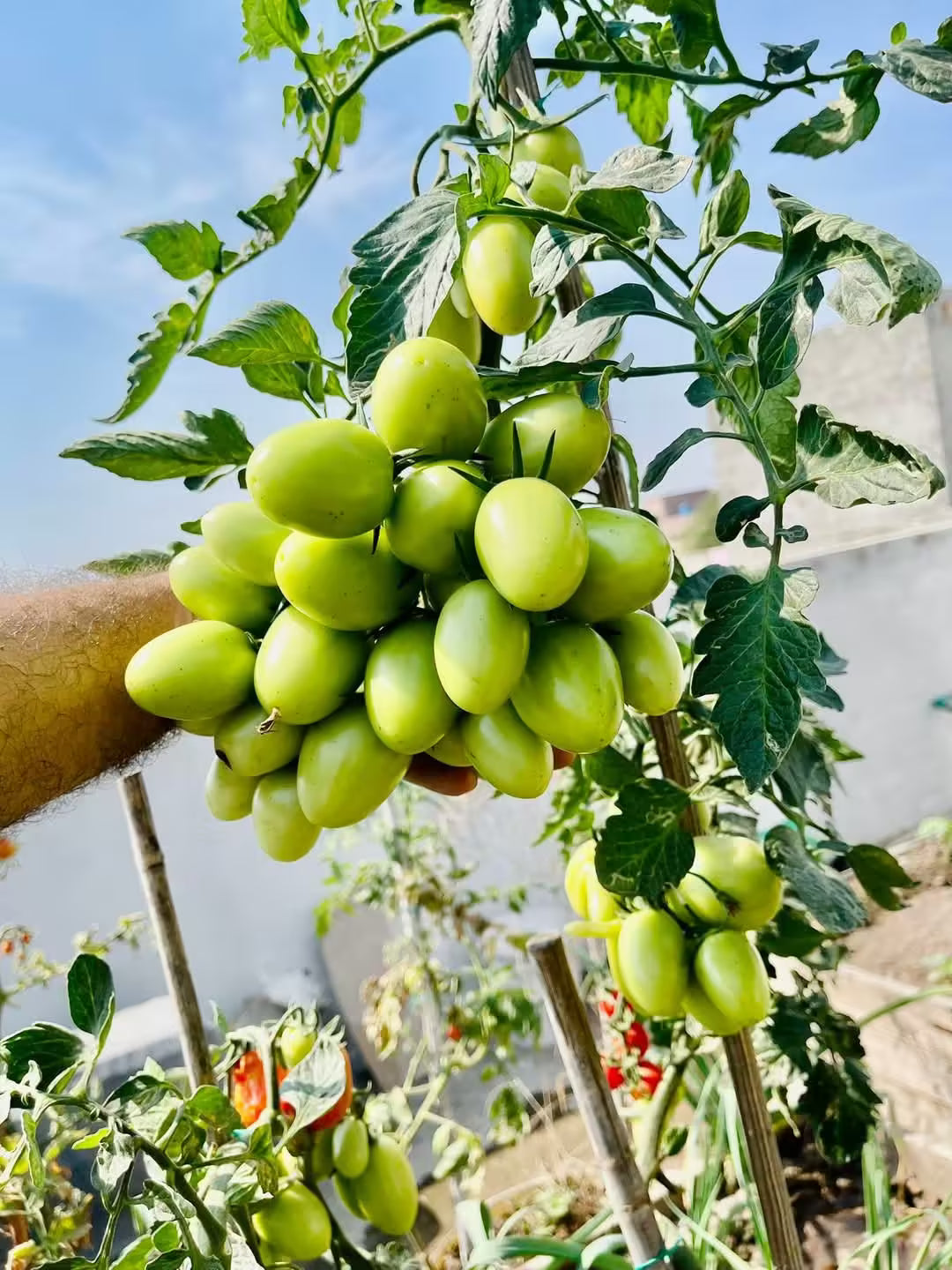 Tomato Seeds, JUMBO 055, F1 Hybrid (High Yeild Variety) {WINTER}