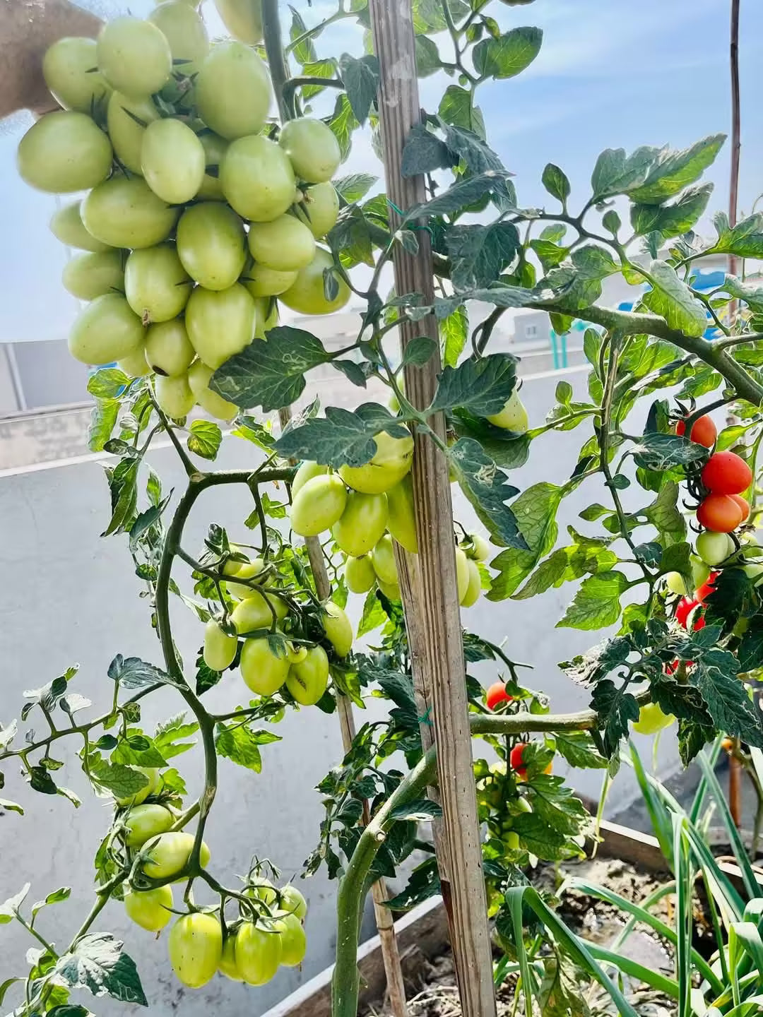 Tomato Seeds, JUMBO 055, F1 Hybrid (High Yeild Variety) {WINTER}