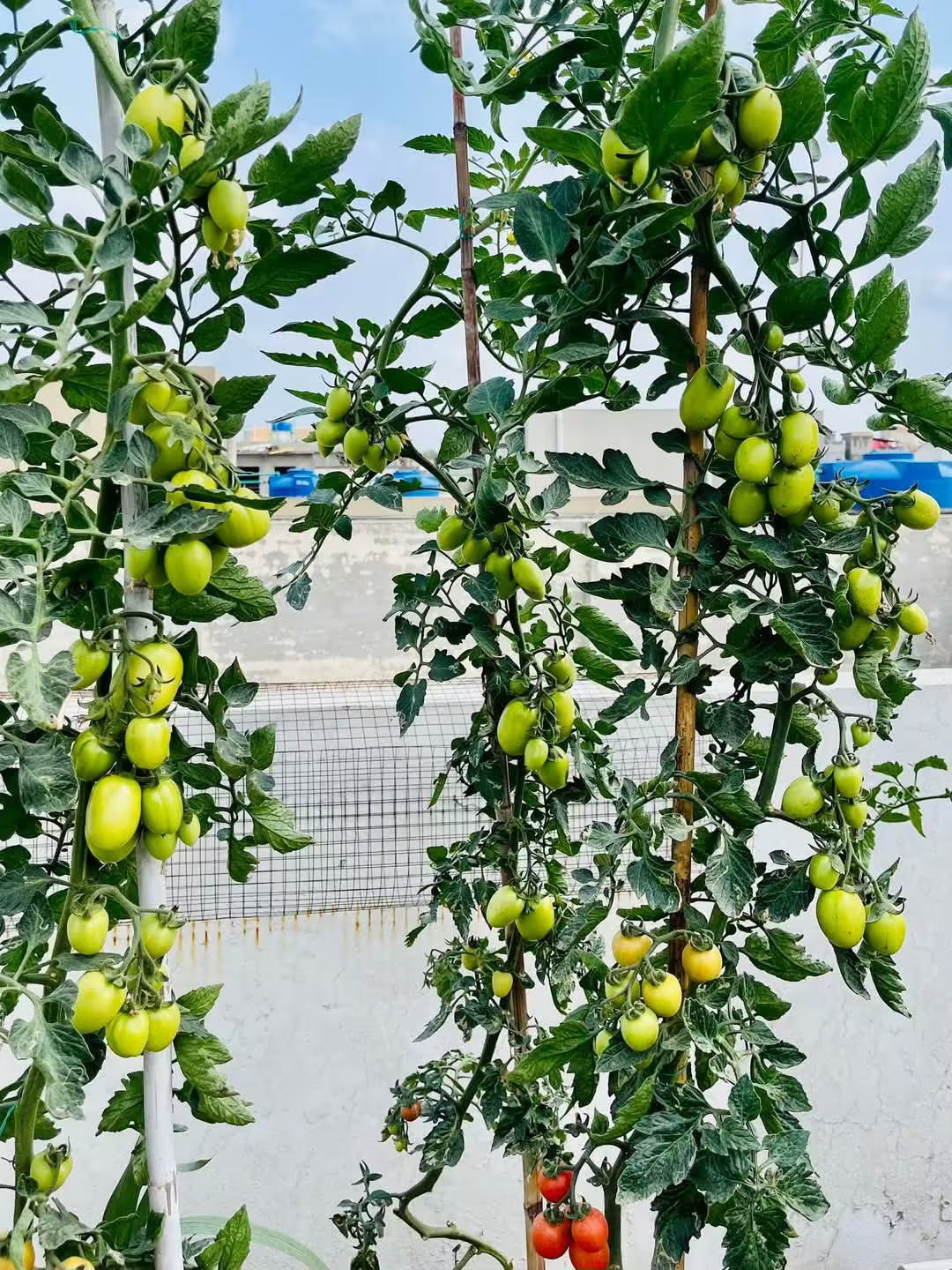 Tomato Seeds, JUMBO 055, F1 Hybrid (High Yeild Variety) {WINTER}