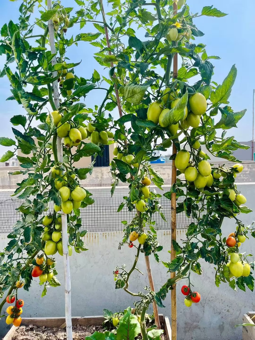 Tomato Seeds, JUMBO 055, F1 Hybrid (High Yeild Variety) {WINTER}