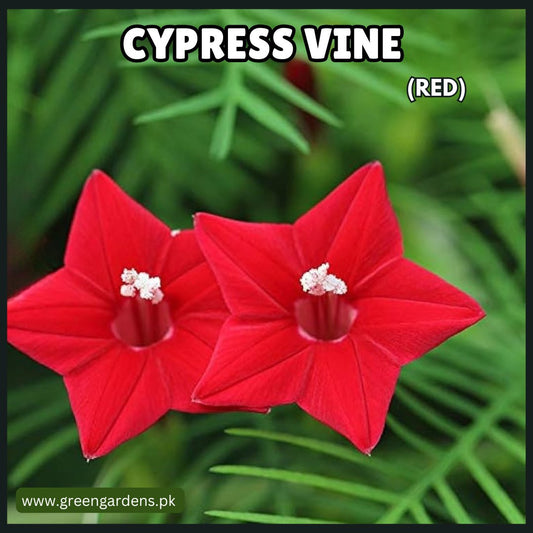 Cypress Vine Seeds - Red(Summer)(عشق پیچاں)
