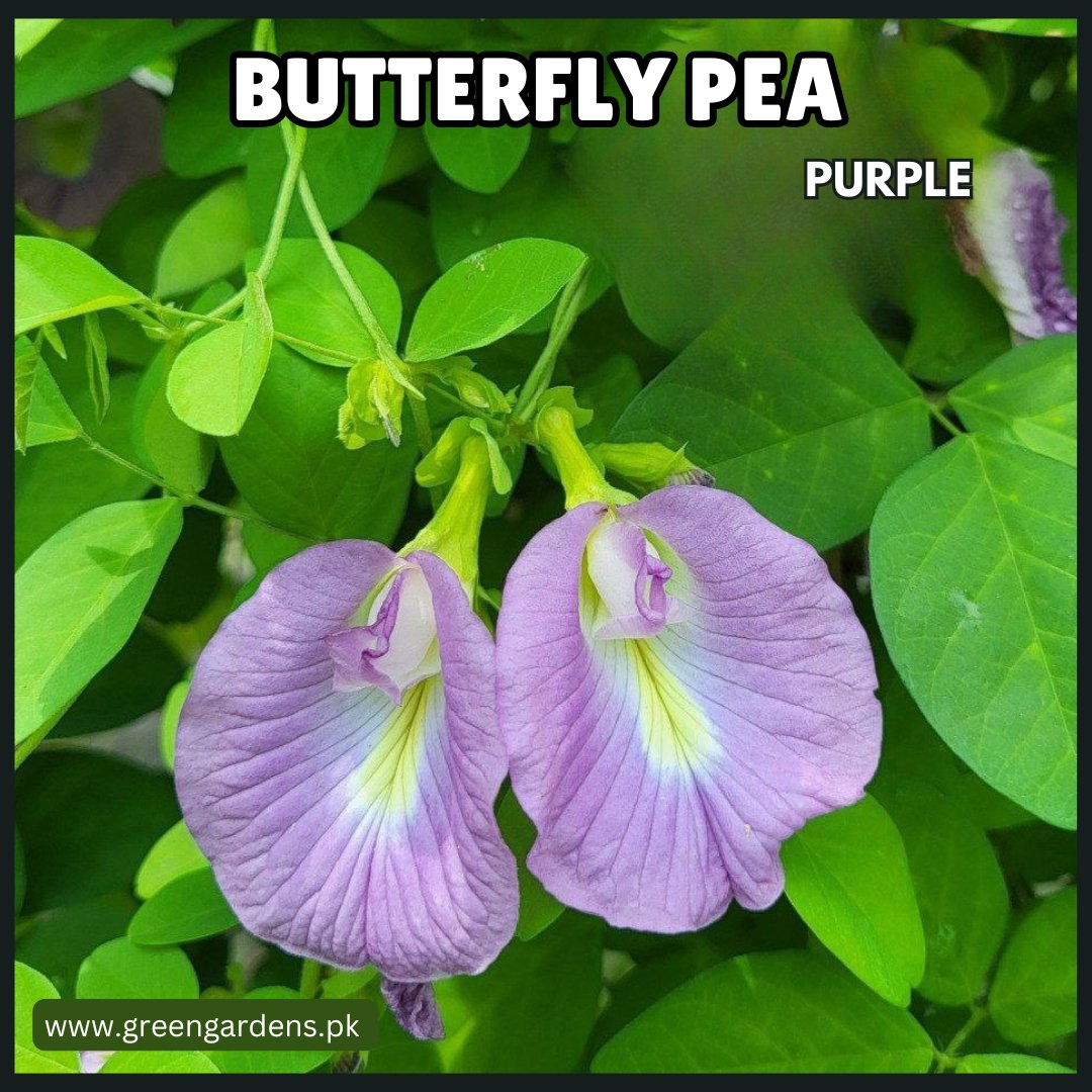 Butterfly Pea Seeds - Purple