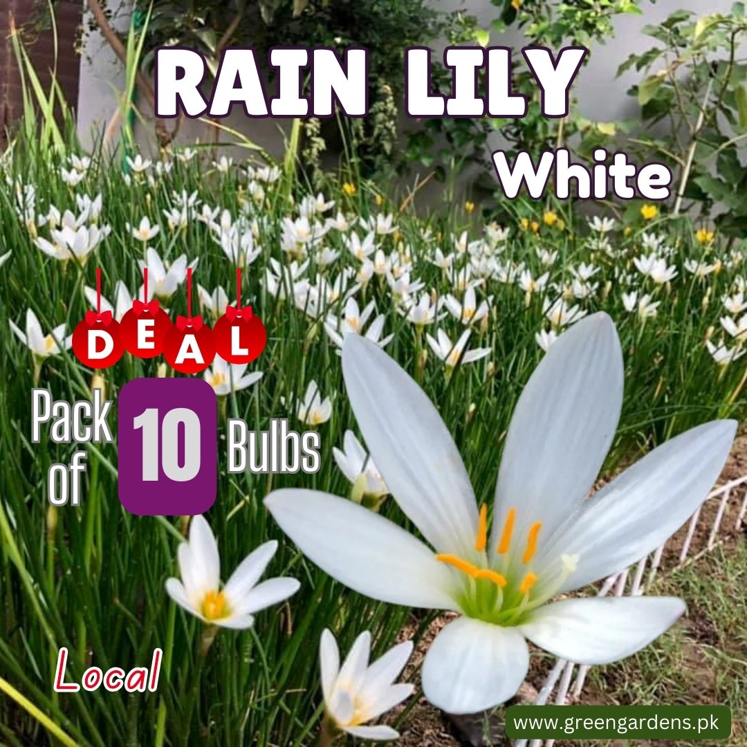 Rain Lily Bulbs - White 
(Pack of 10 Bulbs)