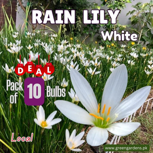 Rain Lily Bulbs - White (PACK OF 10 BULBS)