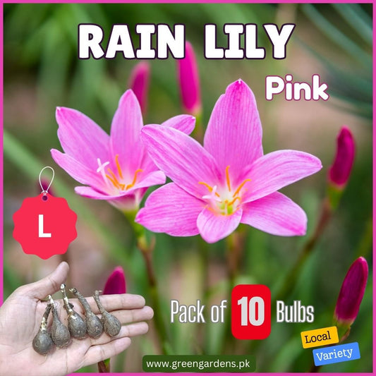 Rain Lily Bulbs - Pink (Large Size) {PACK OF 10 BULBS} [Winter/ Summer]