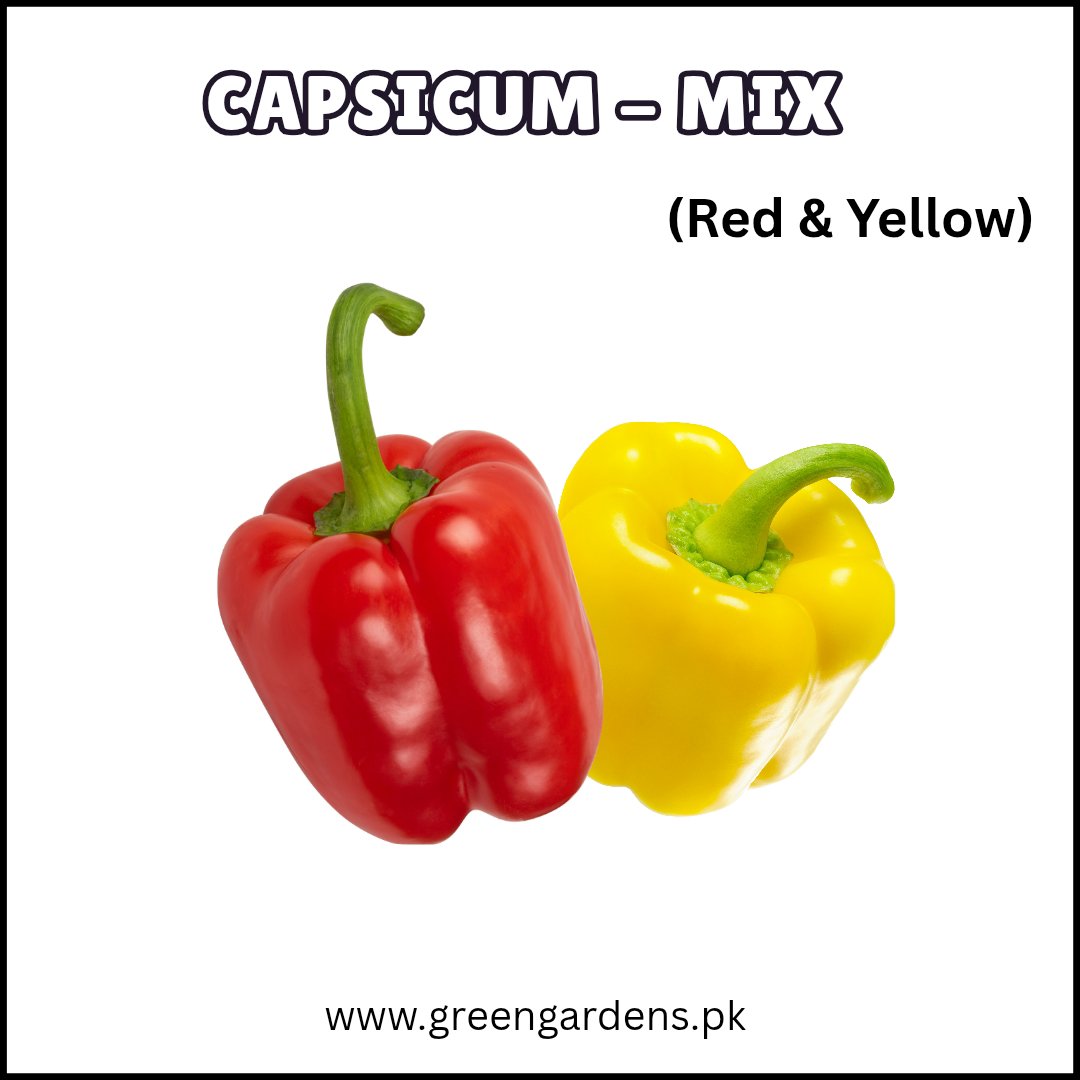 Capsicum Seeds Red &amp; Yellow - Mix (20 Seeds)  {WINTER} شملہ مرچ لال