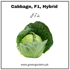 Cabbage Seeds, F1 Hybrid (WINTER) بند گوبھی