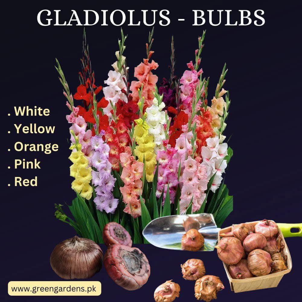 Gladiolus Bulbs - Pack of 25
(Orange, Pink, Yellow, Red, White)