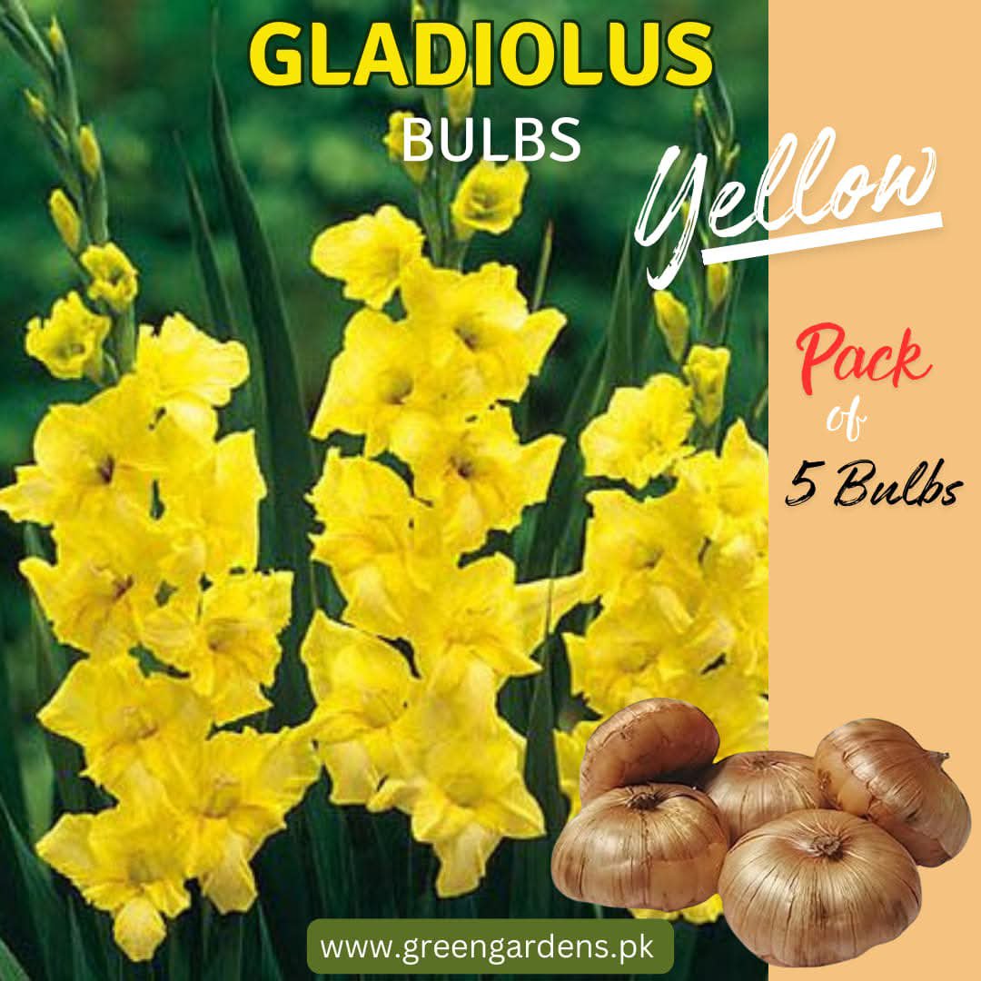 Gladiolus Bulbs - Yellow ( Pack of 5)