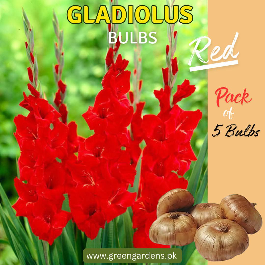 Gladiolus Bulbs - Red ( Pack of 5)