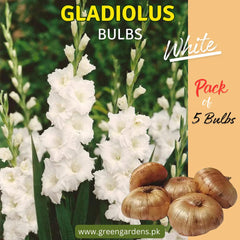 Gladiolus Bulbs - White ( Pack of 5)