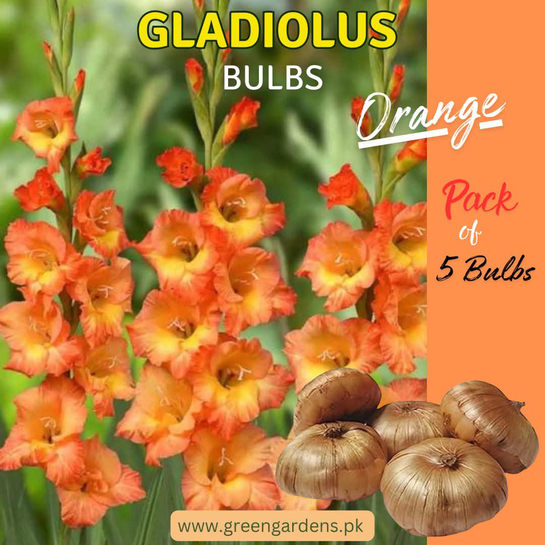 Gladiolus Bulbs - Orange ( Pack of 5)