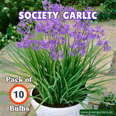 Society Garlic - Garlic Lily 
(Pack of 10 Bulbs)