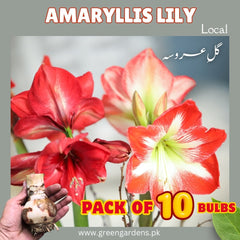 Amaryllis Lily - Local
 (Pack of 10 Bulbs)