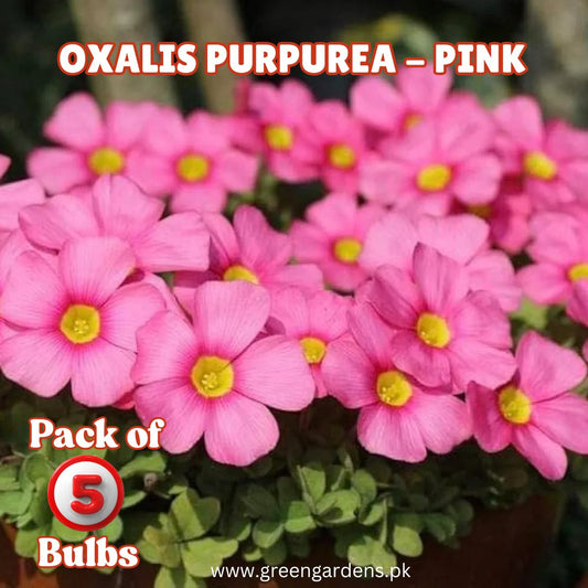 Oxalis Purpurea – Pink (PACK OF 5 BULBS)