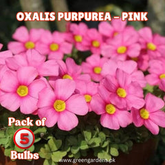 Oxalis Purpurea – Pink (PACK OF 5 BULBS)