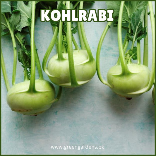 Kohlrabi 
گنڈھ گوبھی