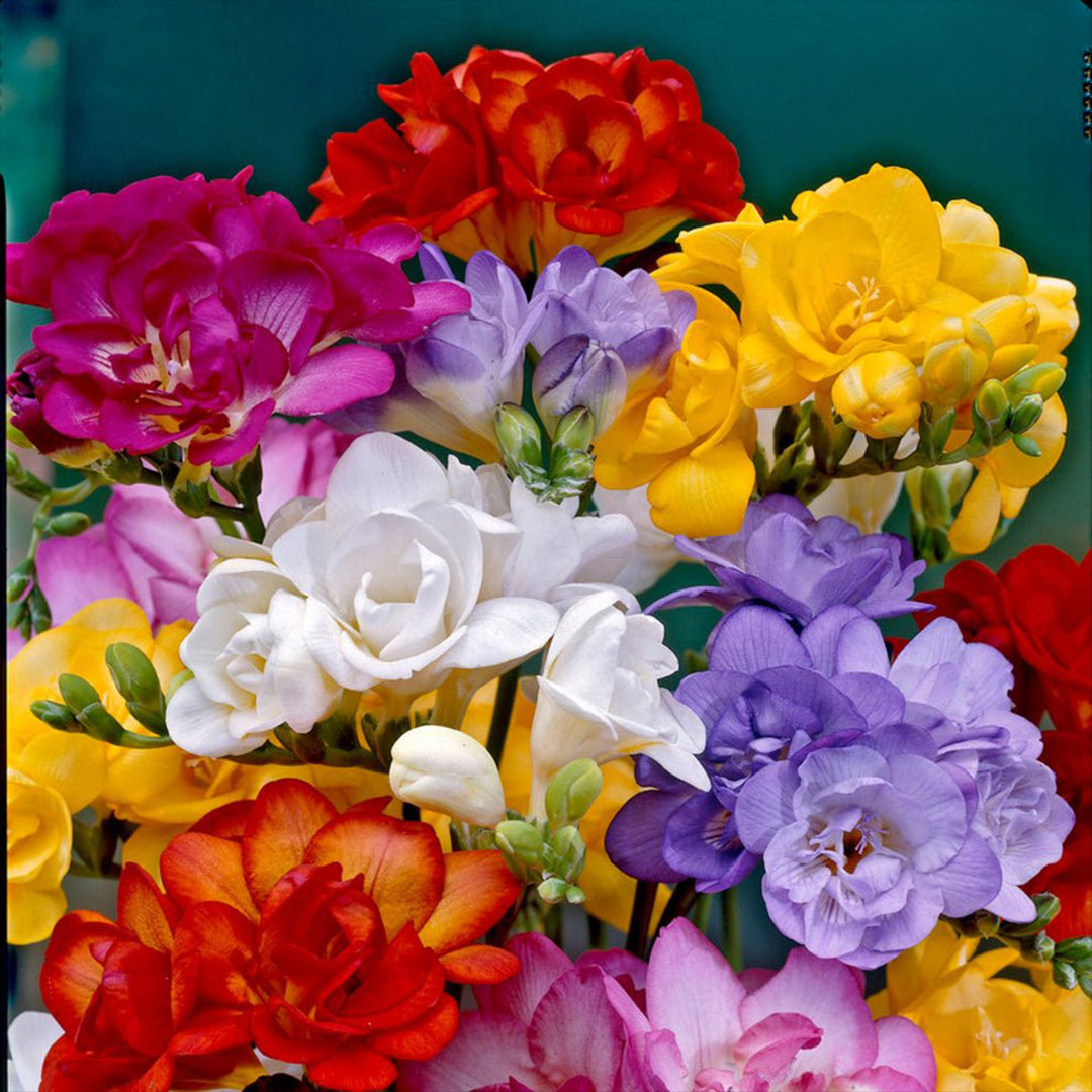 Freesia Bulbs Mix – Cut Flower Special (Pack of 5)