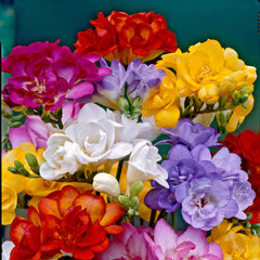 Freesia Bulbs Mix – Cut Flower Special (Pack of 5)