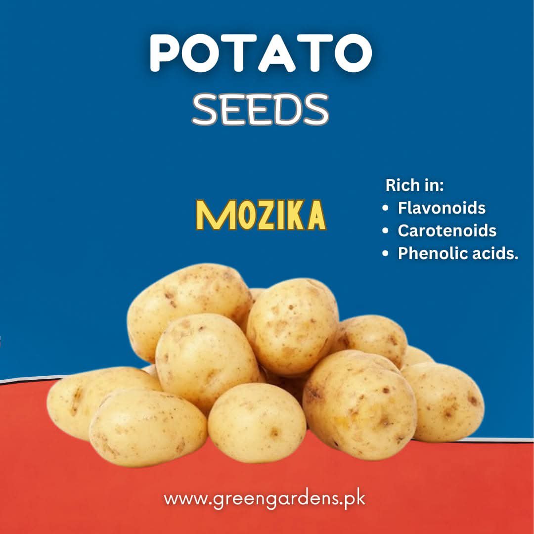 Potato (Mozika Variety) – 1 Kg  {WINTER}