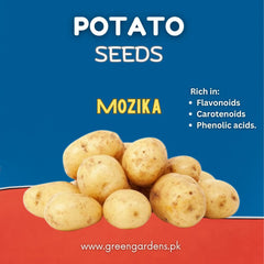 Potato (Mozika Variety) – 1 Kg  {WINTER}