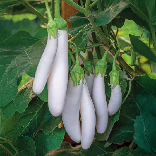 Brinjal White Seeds (Eggplant) - F1 Hybrid (Long) {WINTER/ SUMMER} بینگن سفید لمبا