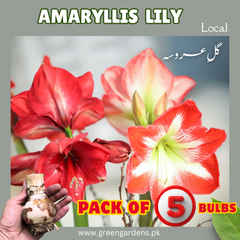Amaryllis Lily – Local (Pack of 5 Bulbs)