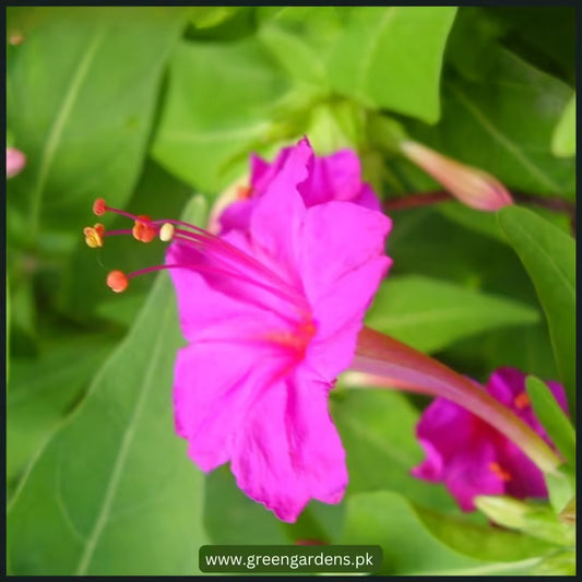 4′ O Clock, Mirabilis Jalapa Seeds (Rose) گلِ عباسی