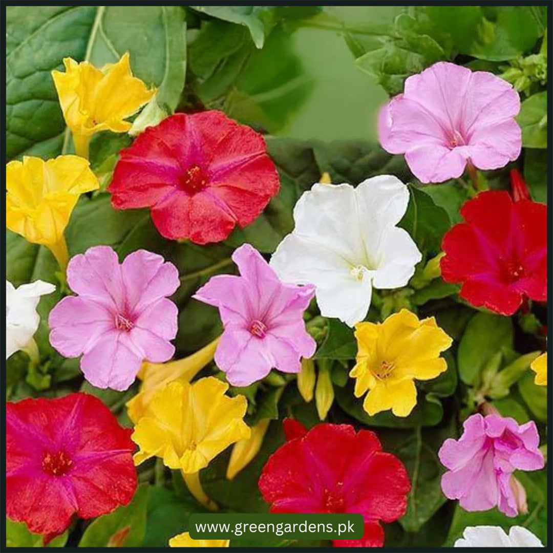 4' O Clock, Mirabilis Jalapa Seeds (Mix Colours)گلِ عباسی