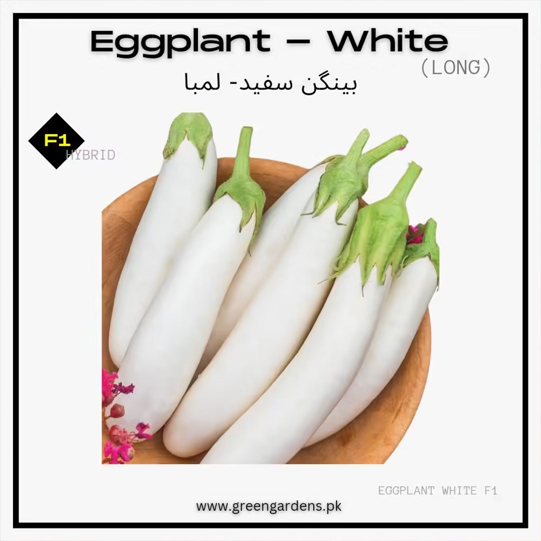 Eggplant White, F1 Hybrid (Long)  {WINTER} بینگن سفید لمبا