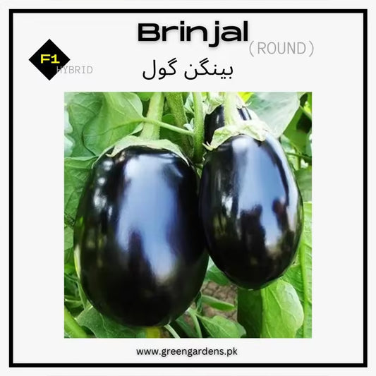 Brinjal Seeds _ F1 Hybrid (Round) {WINTER} بینگن گول