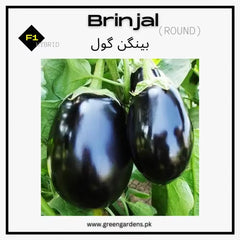 Brinjal Seeds, F1 Hybrid (Round) {WINTER} بینگن گول
