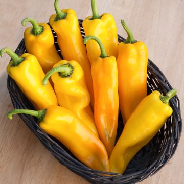 Sweet Pepper Yellow - Corno di Toro Giallo (Bull’s Horn" pepper) ITALIAN {WINTER}