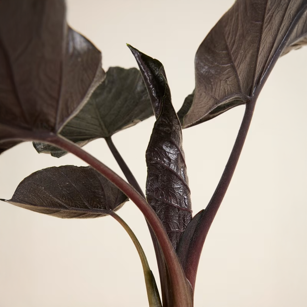 Alocasia Bulbs - Black (Elephant Ear)