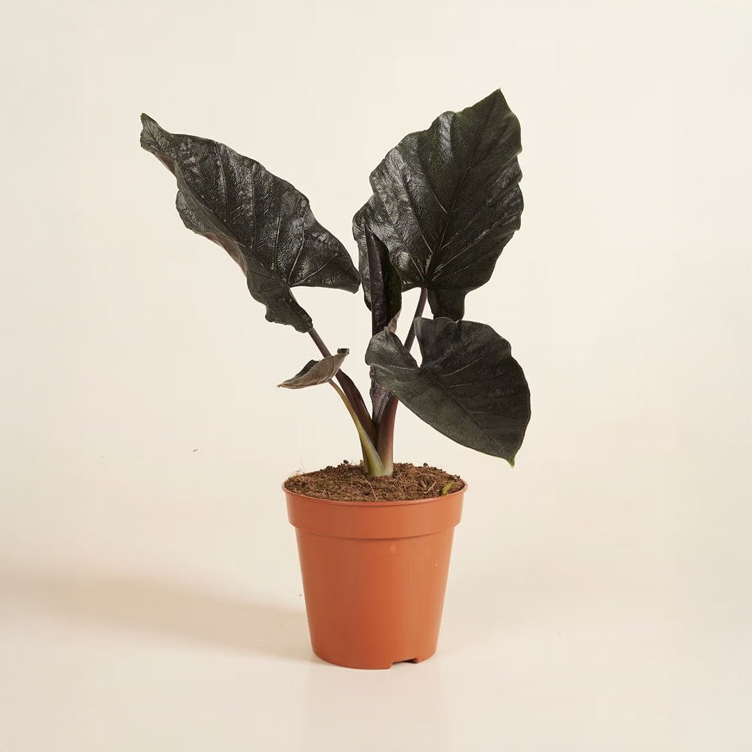 Alocasia Bulbs - Black (Elephant Ear)