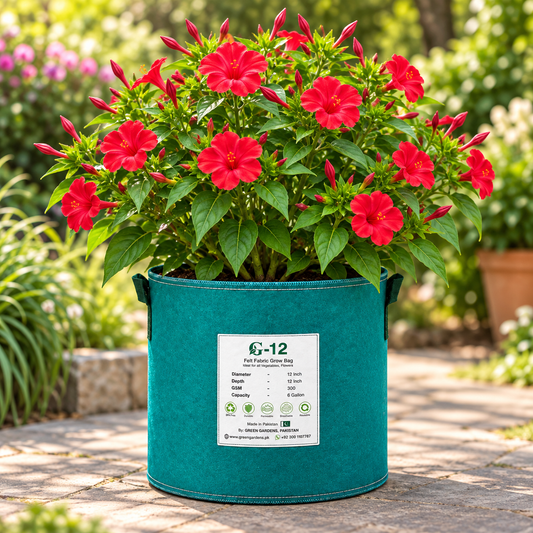 Red 4 O'Clock Mirabilis jalapa with fragrant trumpet-shaped red flowers – summer flower seeds for pots grow bags and garden beds in Pakistan