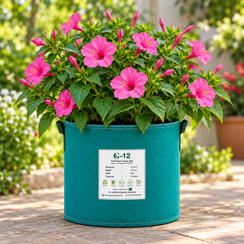 Rose 4 O'Clock Mirabilis jalapa with fragrant rose-pink trumpet-shaped flowers – summer flower seeds for pots grow bags and garden beds in Pakistan